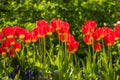 Row of red tulips Royalty Free Stock Photo