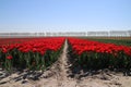 row of red tulips type "rescue" in sunlight in rows in a long fl