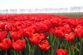 row of red tulips type "rescue" in sunlight in rows in a long fl