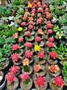 Row of Red and Yellow Flower Cactus with Succulents Royalty Free Stock Photo