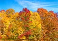 Row three colors sugar maple trees in Autumn