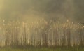 reeds on sunny foggy morning