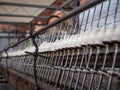 Row of reels with cotton threads ready for the processing on the antigue cotton mill.