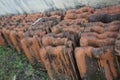 Vintage Red Clay Roof Tile