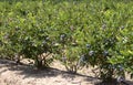 Blueberry Farm Royalty Free Stock Photo