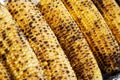 Row of rosted corn cob Royalty Free Stock Photo