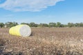 Close-up cotton bales on harvested field in Texas, USA Royalty Free Stock Photo