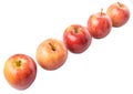 Row Of Royal Gala Apple IV Royalty Free Stock Photo