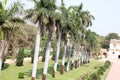 Row of Royal palms in garden of Safdarjung Tomb, New Delhi, India Royalty Free Stock Photo