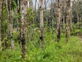 Row of rubber tree with latex rubber in cup. Agriculture concept. Selective focus image. Royalty Free Stock Photo