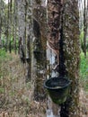 Row of rubber tree with latex rubber in cup. Agriculture concept. Selective focus image. Royalty Free Stock Photo