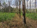 Row of rubber tree with latex rubber in cup. Agriculture concept. Selective focus image. Royalty Free Stock Photo
