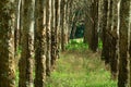 Row of rubber trees in the forest with long tunnel of empty space. Rubber used to make tires and other items.