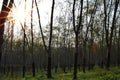 A row of rubber trees in summer season at Indonesia Royalty Free Stock Photo