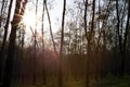 A row of rubber trees in summer season at Indonesia Royalty Free Stock Photo