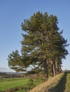 A row of Scots Pines on the edge of a field boundary off the coast of Scotland on a clear day in Spring with blue sky above.