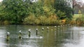 Row of sea gulls in Hyde Park in London Royalty Free Stock Photo