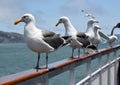 A row of seagulls on a fence railing