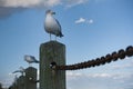 Row of seagulls on posts with one closer up.