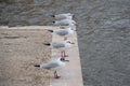 Seagulls resting on the docks Royalty Free Stock Photo