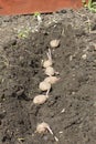 Row of seed potatoes Royalty Free Stock Photo