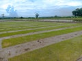 The row of Seedling. paddy of rice on the clay ground growing to green sprout of rice