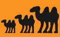 A row series of diminishing size camel silhouettes against a white backdrop