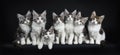 Row of seven black tabby with white Maine Coons cats