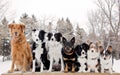 Row of seven dogs in the park. Royalty Free Stock Photo