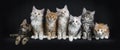 Row of seven maine coon cats on black Royalty Free Stock Photo