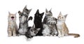 Row of seven Maine Coons on white Royalty Free Stock Photo