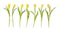 A row from seven yellow tulips