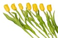 A row from seven yellow tulips