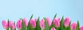 bunch of pink tulips on blue background bottom border