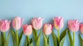Row_of_several_tender_pink_tulips_on_blue_background_3