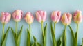 Row_of_several_tender_pink_tulips_on_blue_background_1