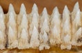 Row of shark teeth in jaw