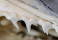 Row of shark teeth in jaw Royalty Free Stock Photo