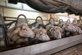 A row of sheep at the milking machine Royalty Free Stock Photo