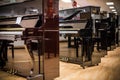 Row of shiny black brand new pianos at a music shop