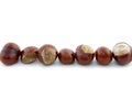 Row of shiny chestnuts