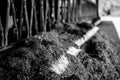 Row of silage in a dairy barn with stanchions. for cattle to eat through.