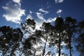 Row of silhouetted trees against a blue sky