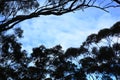 Row of silhouetted trees against a blue sky