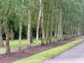 Row of silver birch tree trunks in a park Royalty Free Stock Photo