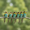 A row of six colorful European bee eater birds perched on a branch outdoors Royalty Free Stock Photo