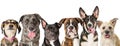 Row of Cute Mixed Breed Dog Faces Royalty Free Stock Photo