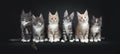Row of six multicolored Maine Coon cat kittens on black background. Royalty Free Stock Photo