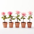 Row Of Six Pink Rose Plants In Clay Pots On White Background