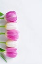 A row of six tulips of white and pink color on a white background with place for text. Abstract background for design.